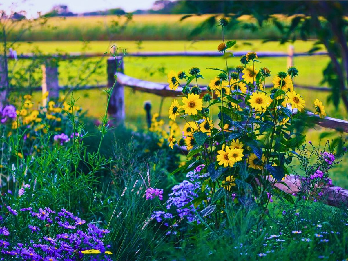 Companion Planting With Flowers Why Companion Planting With Flowers Matters, and How You Can Effectively Achieve It - Thursd Article