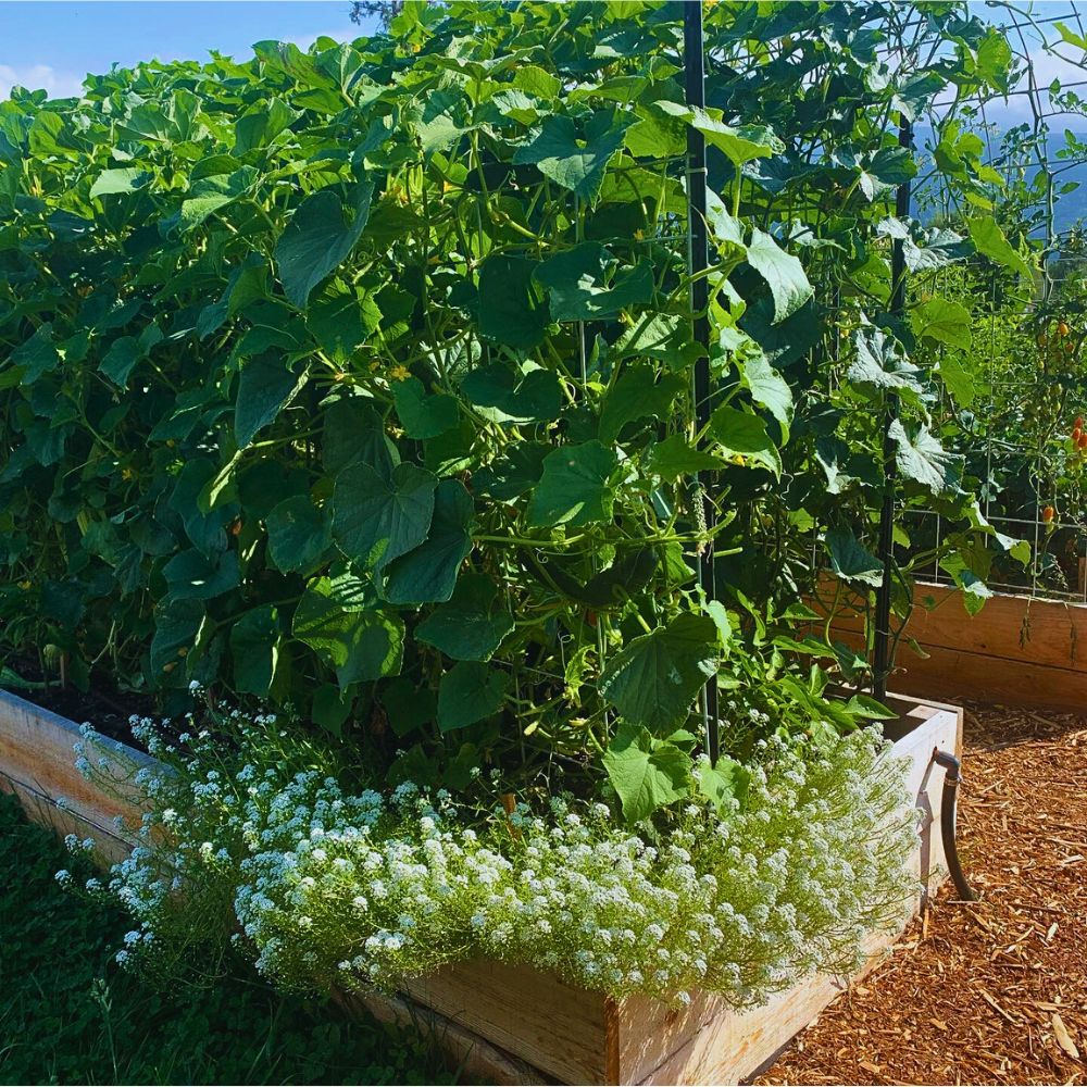 Companion plants Why Companion Planting With Flowers Matters, and How You Can Effectively Achieve It - Thursd Article