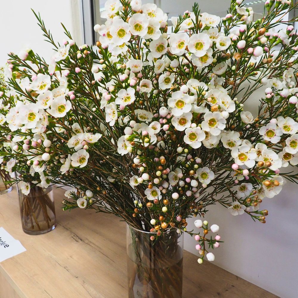 A vase of the beautiful waxflower Rhiannon Helix Australia