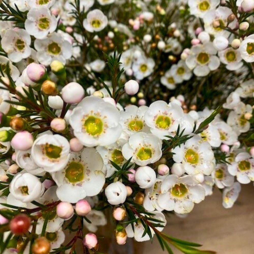 Close up of waxflower Rhiannon grown at Arnelia Helix Australia