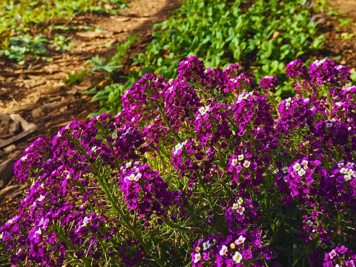 Flowers and vegetables Why Companion Planting With Flowers Matters, and How You Can Effectively Achieve It - Thursd Article