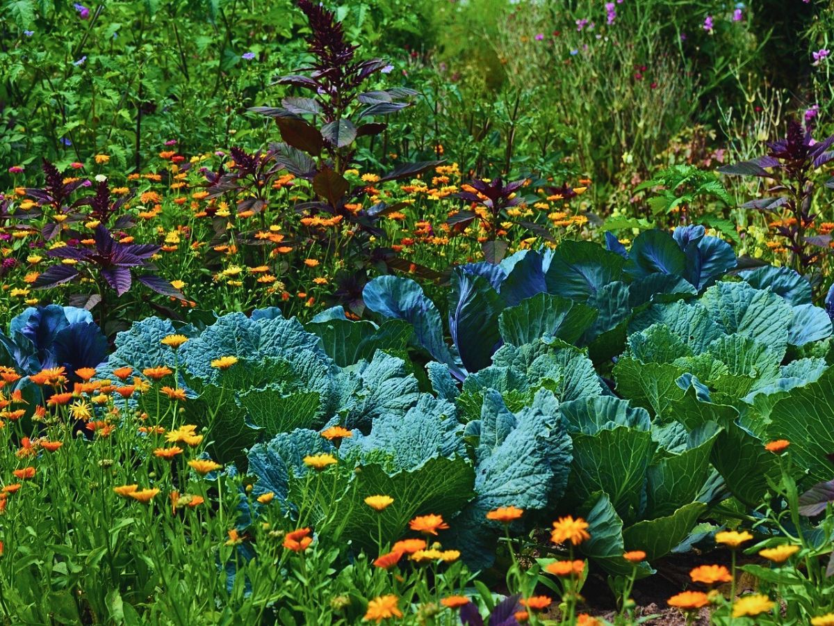 Companion planting with flowers Why Companion Planting With Flowers Matters, and How You Can Effectively Achieve It - Thursd Article