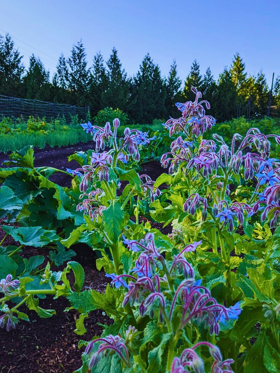 Borage Why Companion Planting With Flowers Matters, and How You Can Effectively Achieve It - Thursd Article
