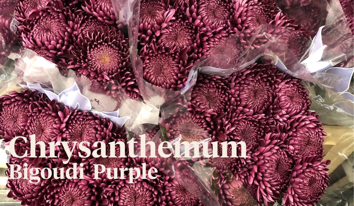 Peter van Delft weekly Menu 37 - Chrysanthemum Bigoudi Purple- On Thursd.