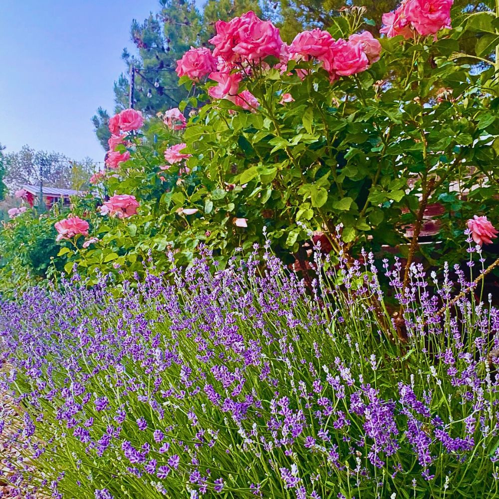 Lavenders and roses Why Companion Planting With Flowers Matters, and How You Can Effectively Achieve It - Thursd Article