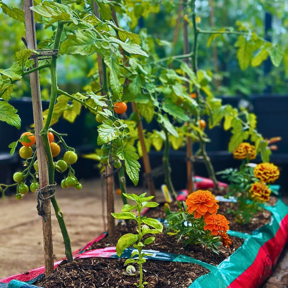 Tomatoes and marigold Why Companion Planting With Flowers Matters, and How You Can Effectively Achieve It - Thursd Article