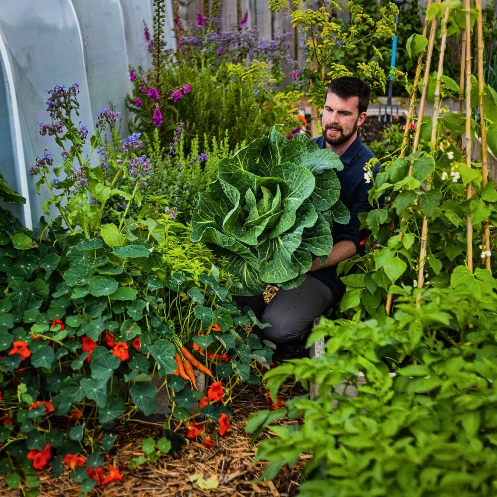 Strategic pairing of different plants Why Companion Planting With Flowers Matters, and How You Can Effectively Achieve It - Thursd Article