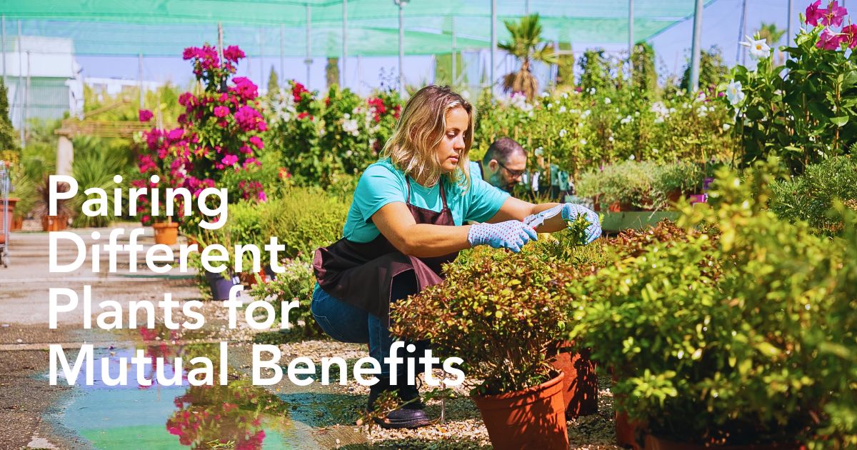 Why Companion Planting With Flowers Matters, and How You Can Effectively Achieve It - Thursd Article
