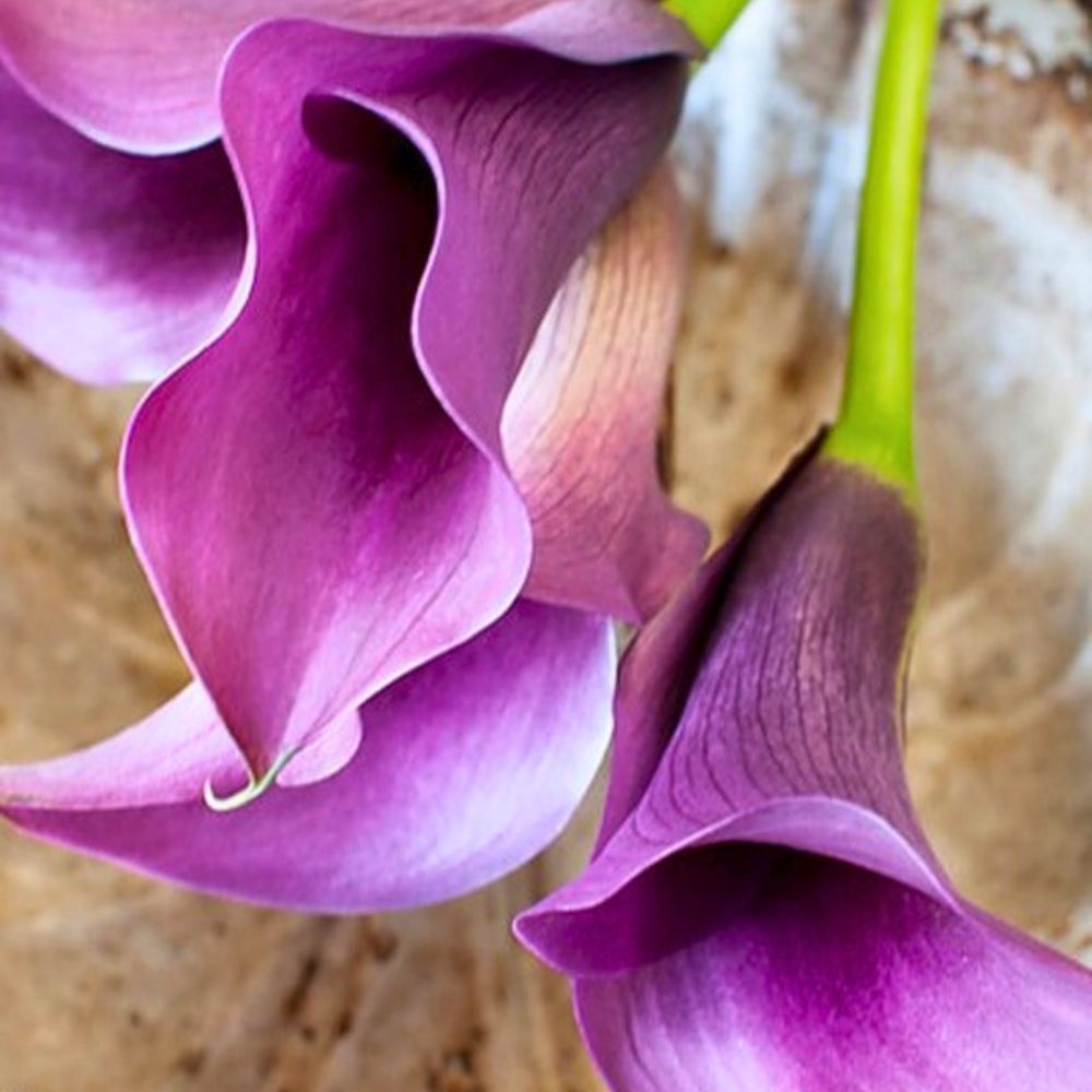 Purple Callas from Simply Calla Purple flowers meaning