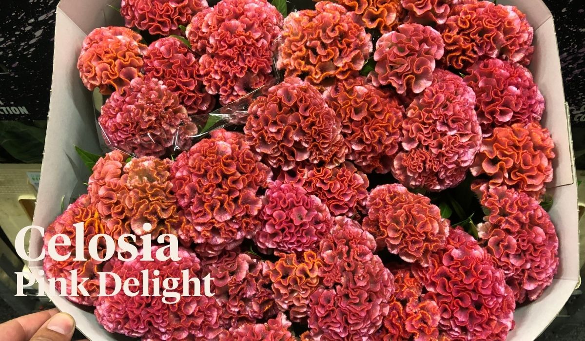 Peter van Delft weekly Menu 37 - Celosia Cristata Pink delight- On Thursd.