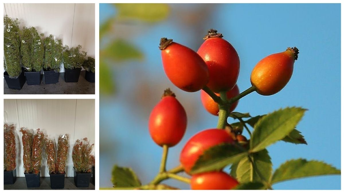 Rosehip Corallo by SPS Polen Rosehip Corallo by SPS Polen