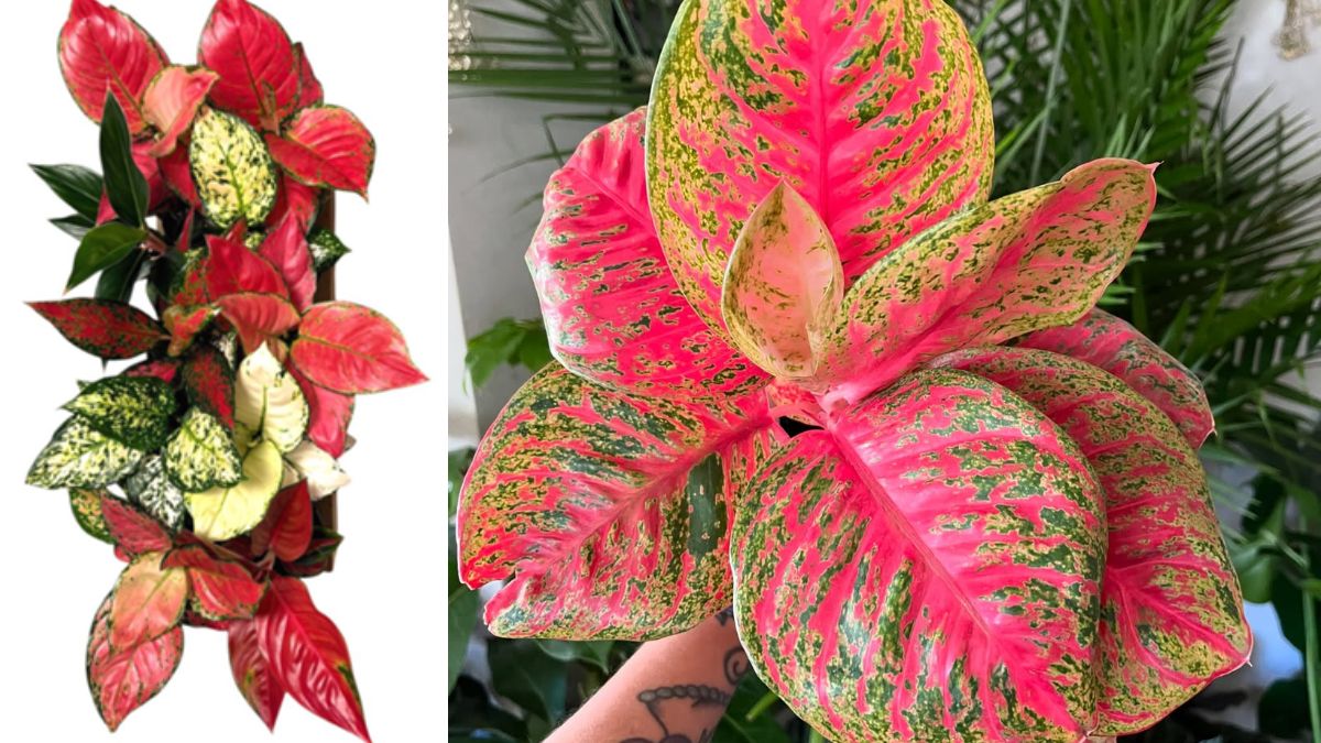 Aglaonema by DHG Plants Aglaonema by DHG Plants