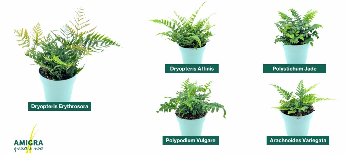 outdoor ferns by Amigra 