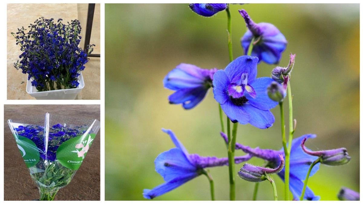 Delphinium Belladonna by Omega Blooms Ltd Delphinium Belladonna by Omega Blooms Ltd