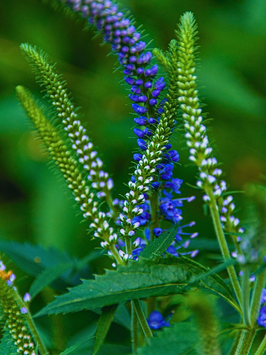 blue and white tone of flowers of Veronica speedwell blue and white tone of flowers of Veronica speedwell