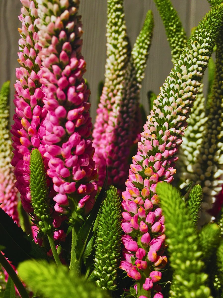 typical pink to white shades of the veronica flowers typical pink to white shades of the veronica flowers