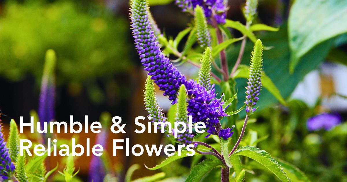 Veronica Flowers Also Called Speedwell Flowers - Thursd Article Header Image
