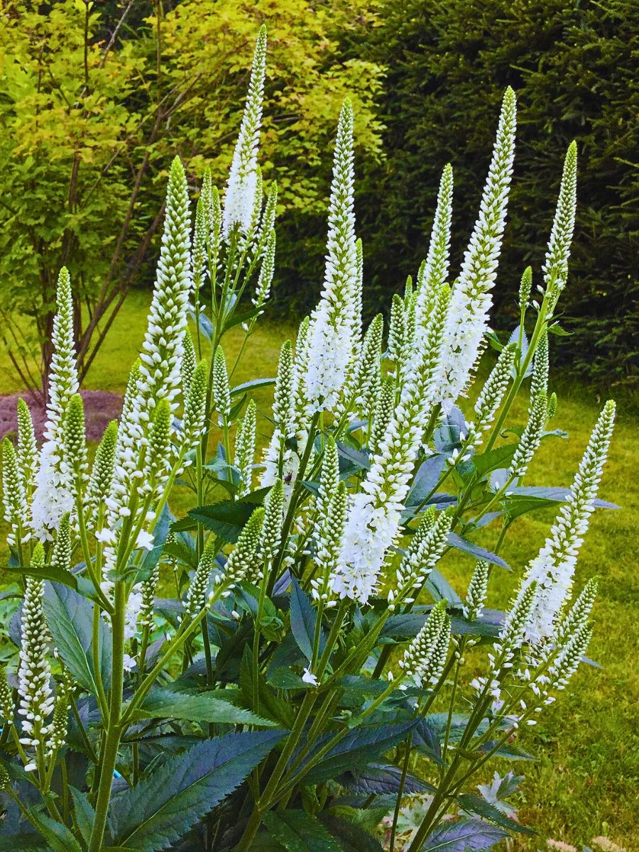 white veronicas white veronicas