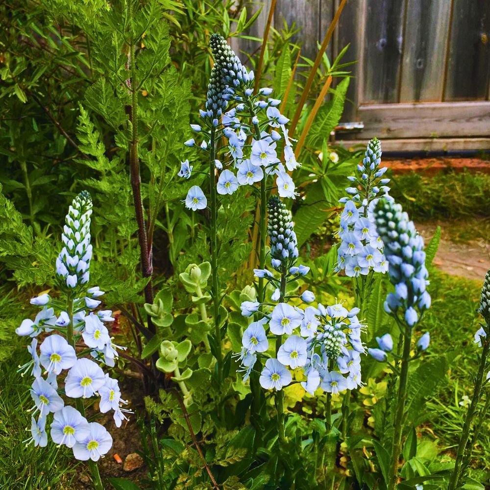 veronica flowers growing in a garden alongside other flowering plants veronica flowers growing in a garden alongside other flowering plants