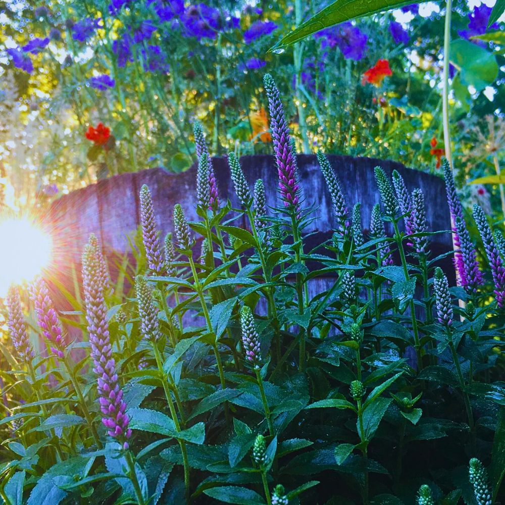 typical shades of veronica flowers in a garden setting with sunset/sunshine in backdrop typical shades of veronica flowers in a garden setting with sunset/sunshine in backdrop