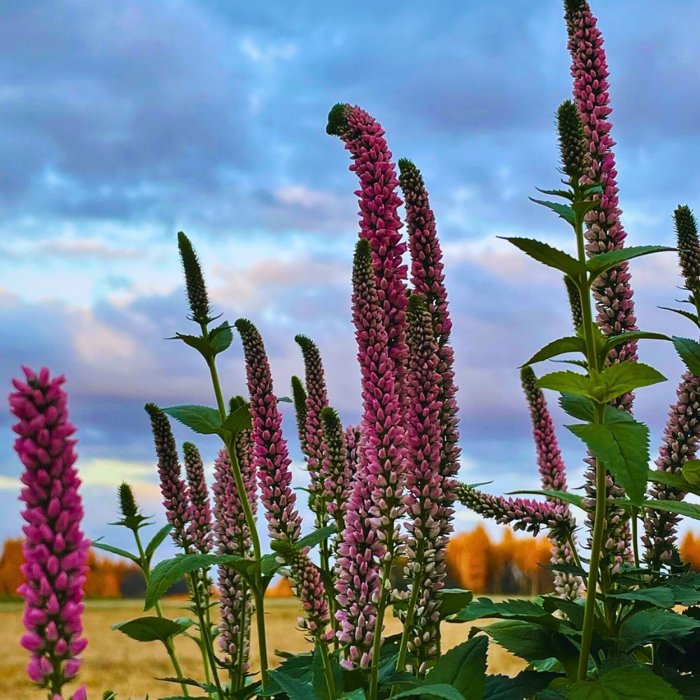 the pink shade of veronica flowers the pink shade of veronica flowers