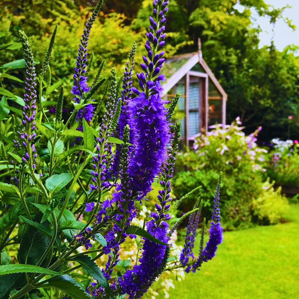 veronica growing in a garden veronica growing in a garden