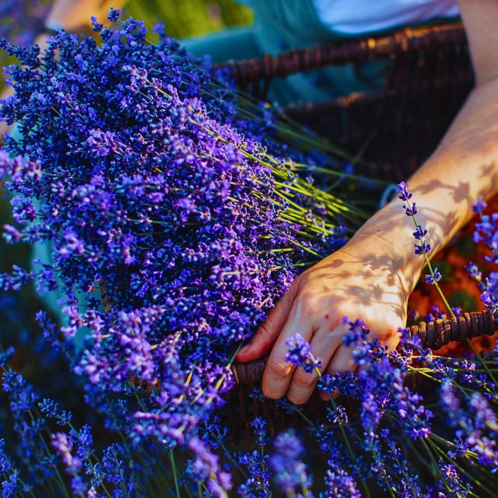 Lavender Lavender provides one of the most popular and multi-purpose oils with a scent that is zen.