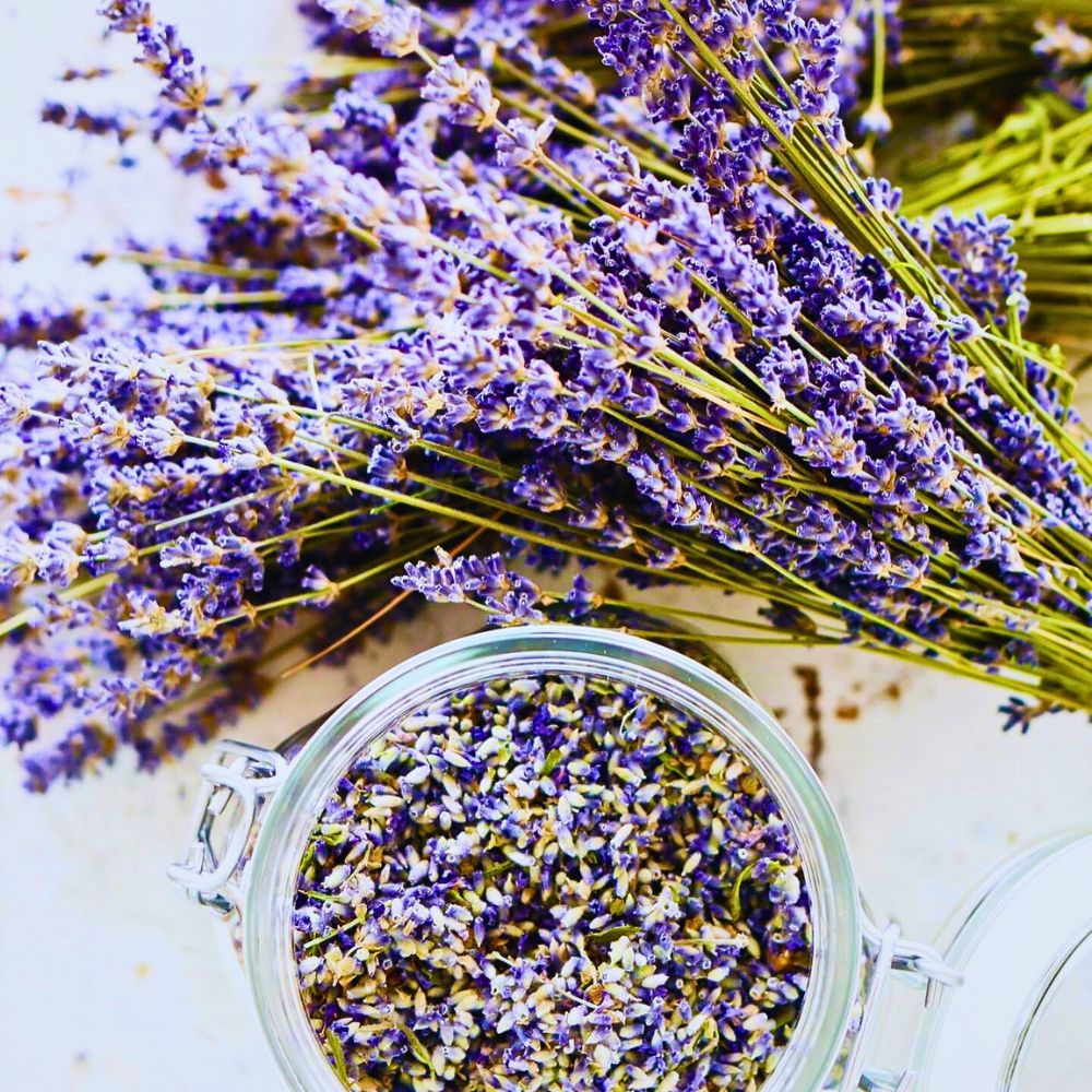 Lavender lavender flower has offers various calming properties; use lavender oil for massage and in the form of skincare products and is also used in chronic conditions
