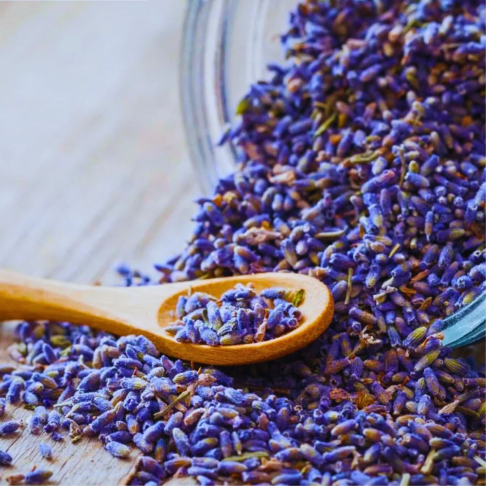 Lavender lavender, aka lavandula angustifolia