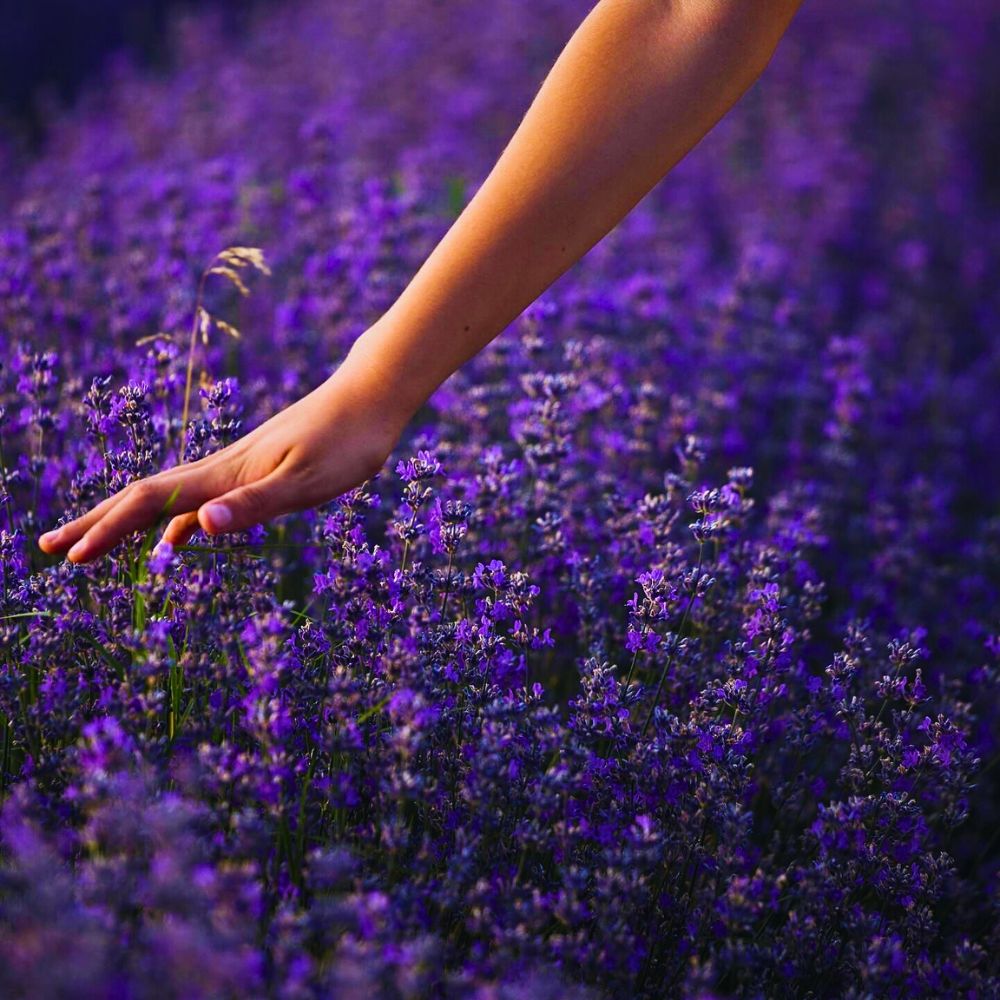 Lavender flowers lavender essential oil, like many other essential oils also carries antibacterial properties