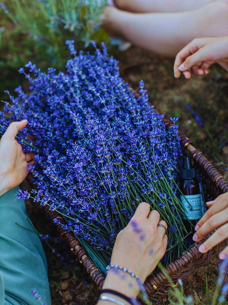 Lavender Oil Lavender plant offers versatile oil that is known to offer hair growth promoting effects and is used for healthy skin