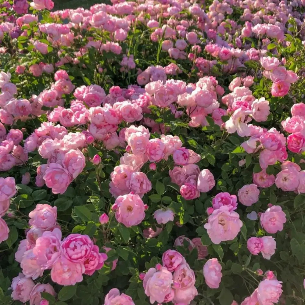 Garden filled with vibrant pink roses Garden filled with vibrant pink roses