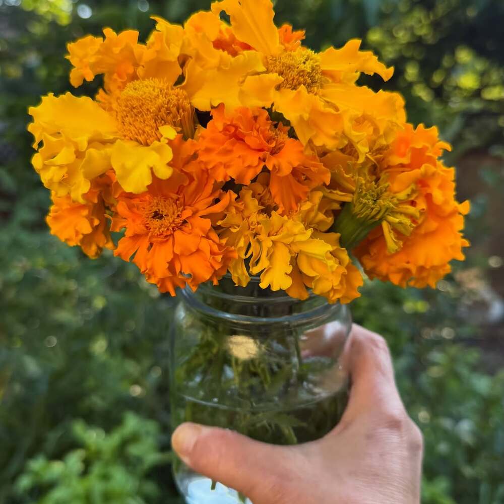 Golden flowers symbolizing wellness energy Golden flowers symbolizing wellness energy