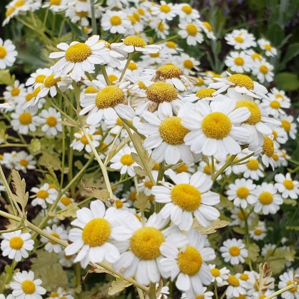Flower magic symbolizing health and joy Flower magic symbolizing health and joy