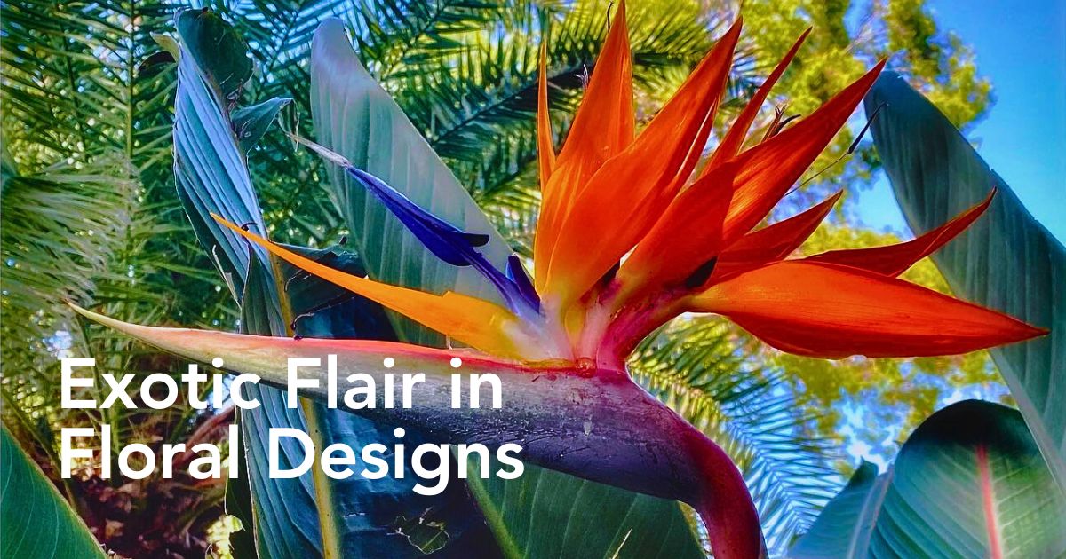 Bird of Paradise in flower arrangements - Thursd Article header image