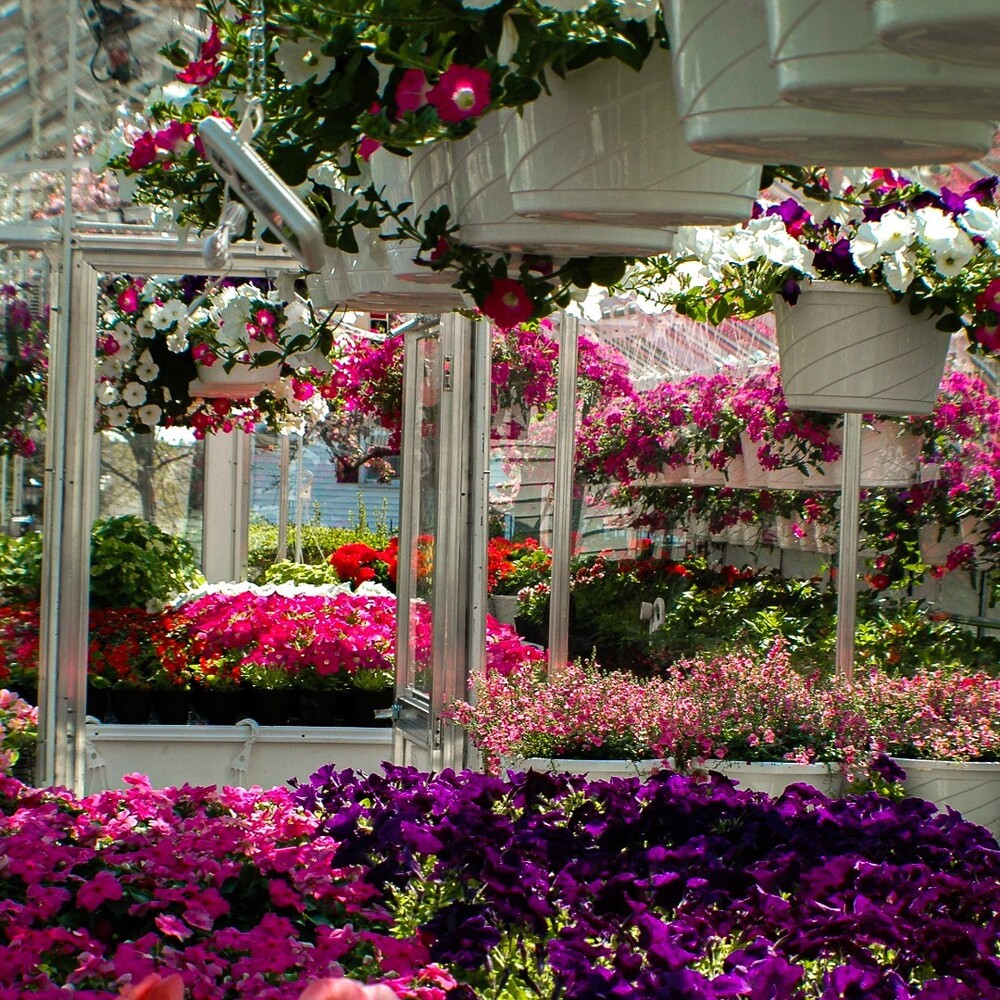 Colorful flowers thriving inside greenhouse