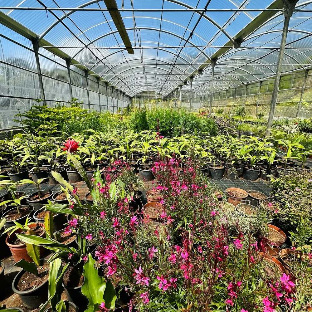 Greenhouse filled with potted plants