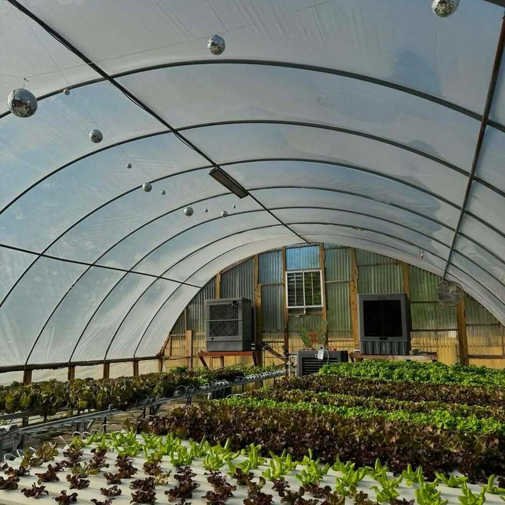 Hydroponic plants growing inside greenhouse