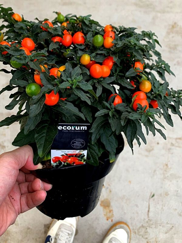 15 Best Decorum Plants for right now - Solanum Pseudocapsicum