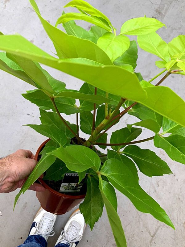 15 Best Decorum Plants for right now - Schefflera Amate Lime 'Soleil'