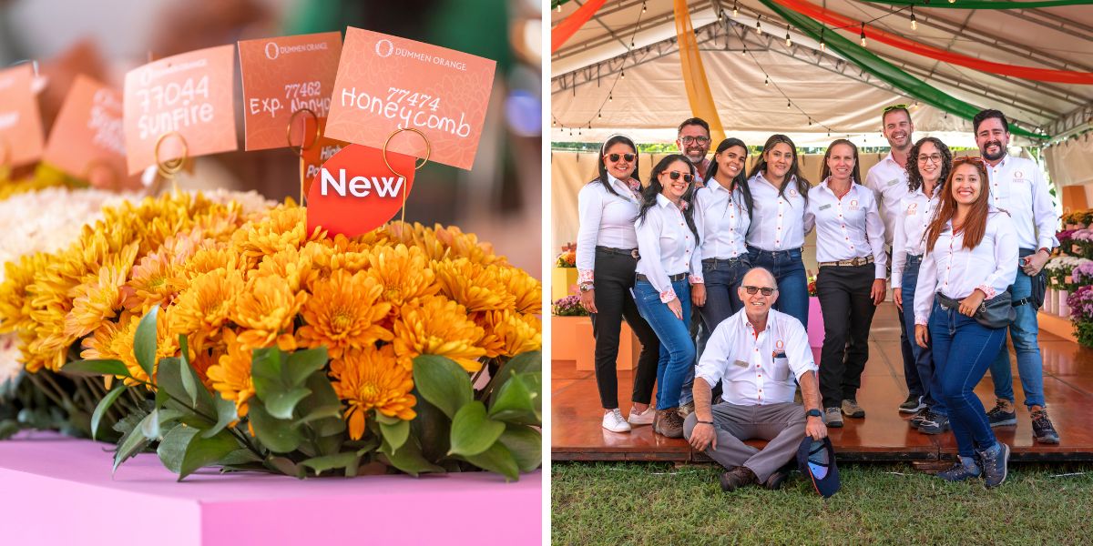 Chrysanthemums by Dummen Orange and the team Chrysanthemums by Dummen Orange and the team