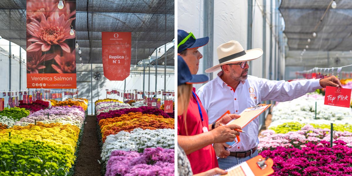 Chrysanthemum varieties at Dummen Orange Colombia Chrysanthemum varieties at Dummen Orange Colombia