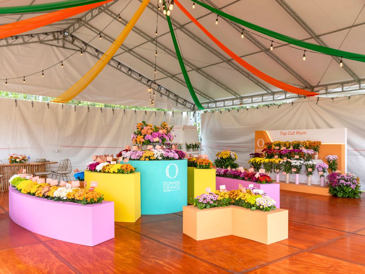 Last years Dummen Orange Chrysanthemum Week Last years Dummen Orange Chrysanthemum Week