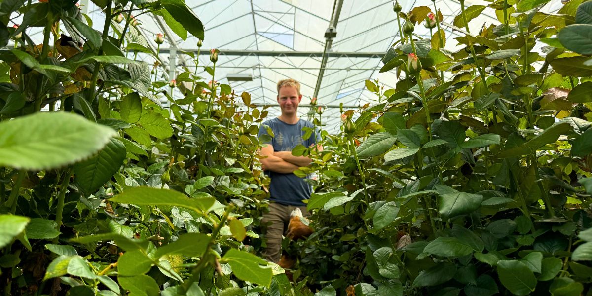 Koen Meewisse from JK Rosa in greenhouse Koen Meewisse from JK Rosa in greenhouse