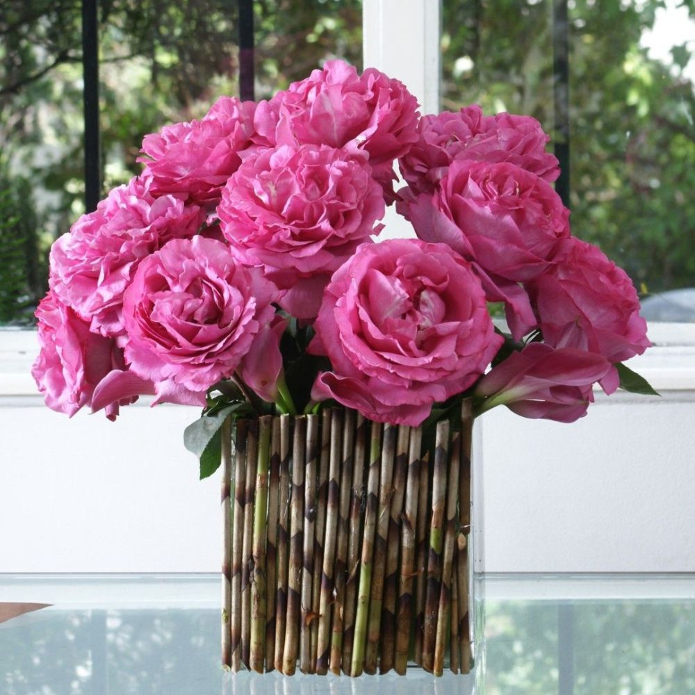 Rose Yves Piaget by Meilland 10 Questions to Jackson Waweru