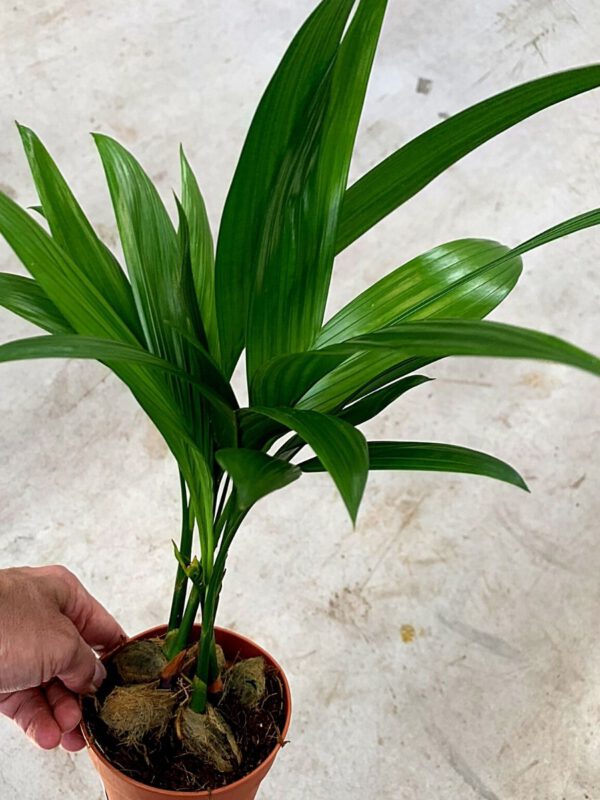 15 Best Decorum Plants for right now - Areca Catechu