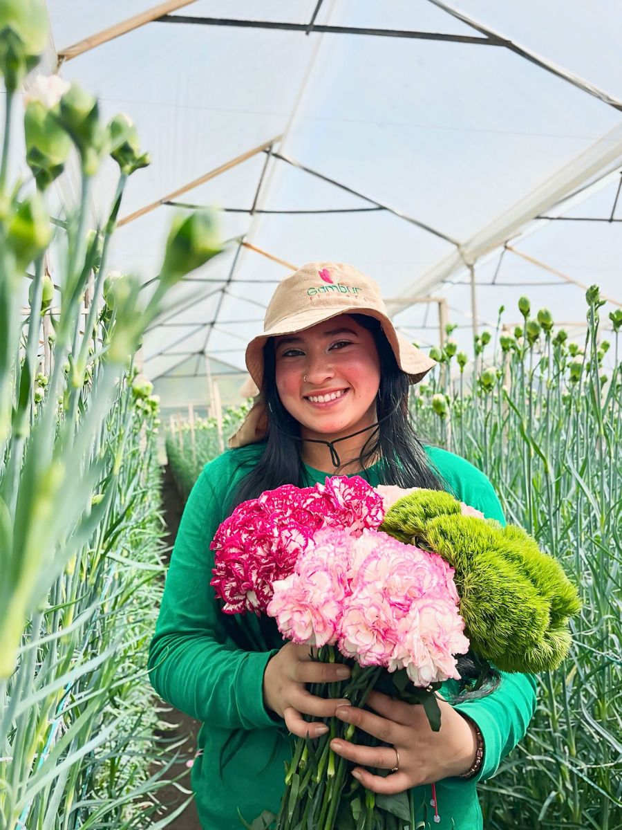 Carnations Floranow’s Strategic Flower Sourcing Model Harnesses Global Strengths for Optimal Flowers