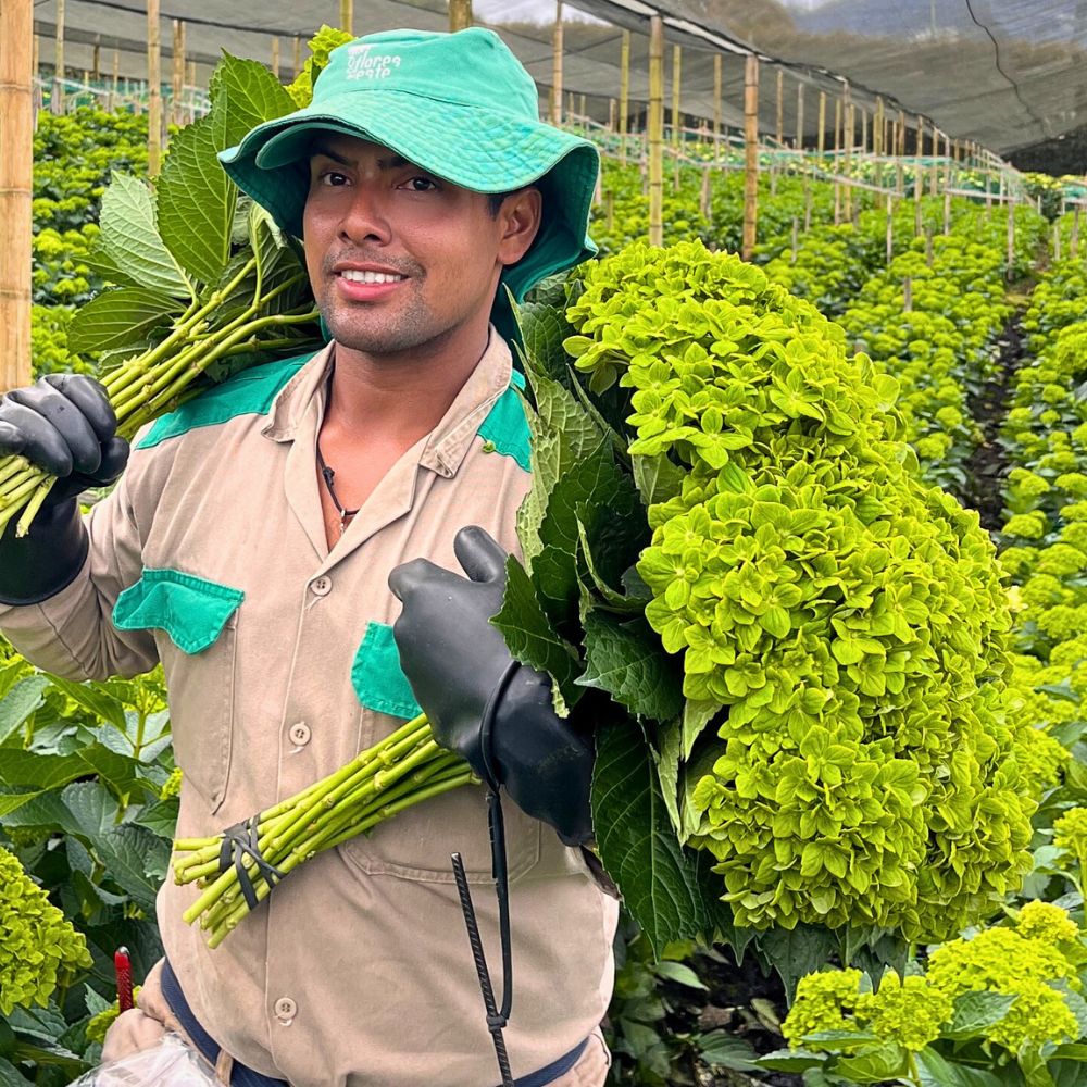 Hydrangea Floranow’s Strategic Flower Sourcing Model Harnesses Global Strengths for Optimal Flowers