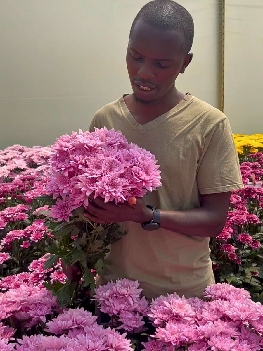 Chrysanthemum Floranow’s Strategic Flower Sourcing Model Harnesses Global Strengths for Optimal Flowers