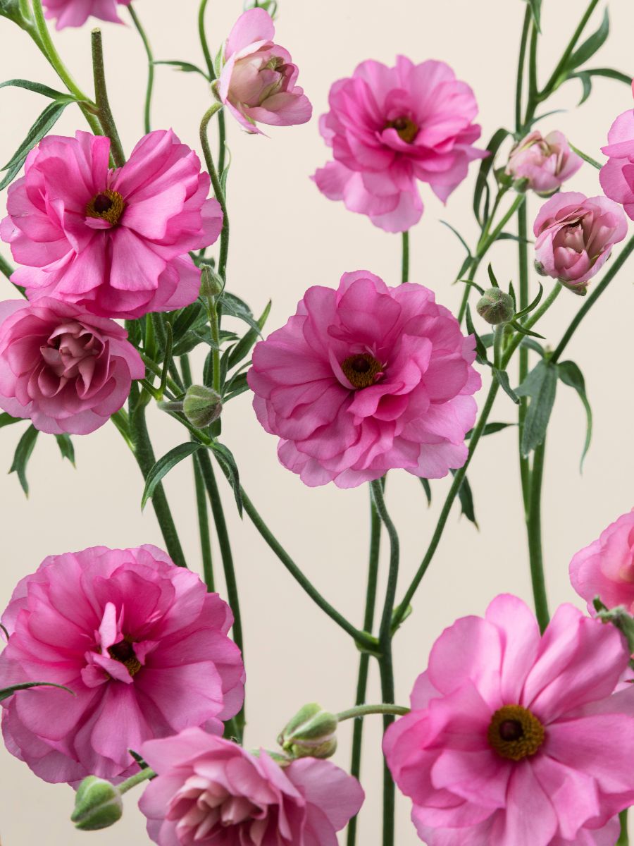 Natura Moderna Dolce by Floraprima Natura Moderna Dolce by Floraprima
